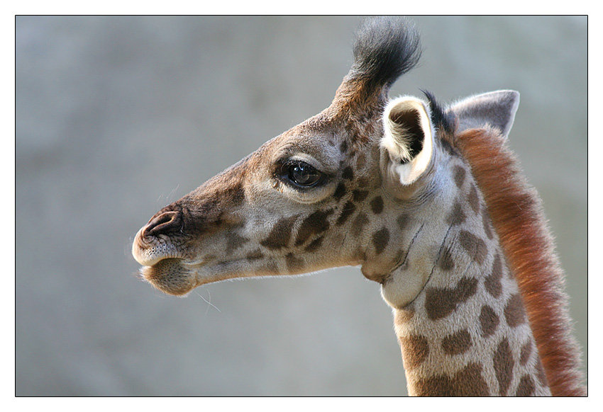 Giraffe