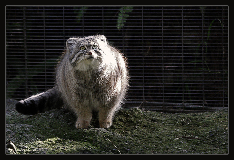 Manul