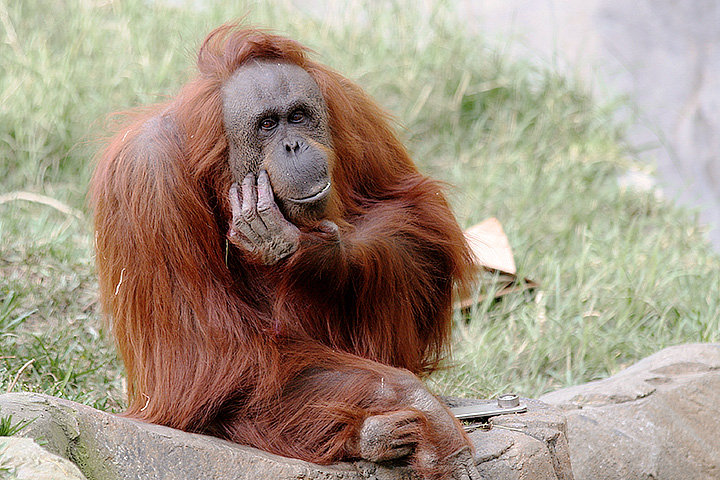Orangutan