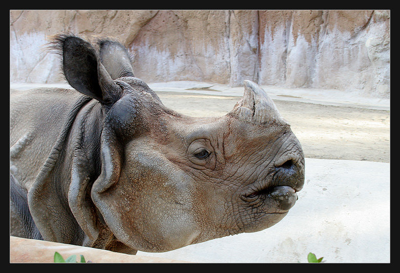 Rhino