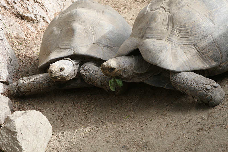 Turtle love
