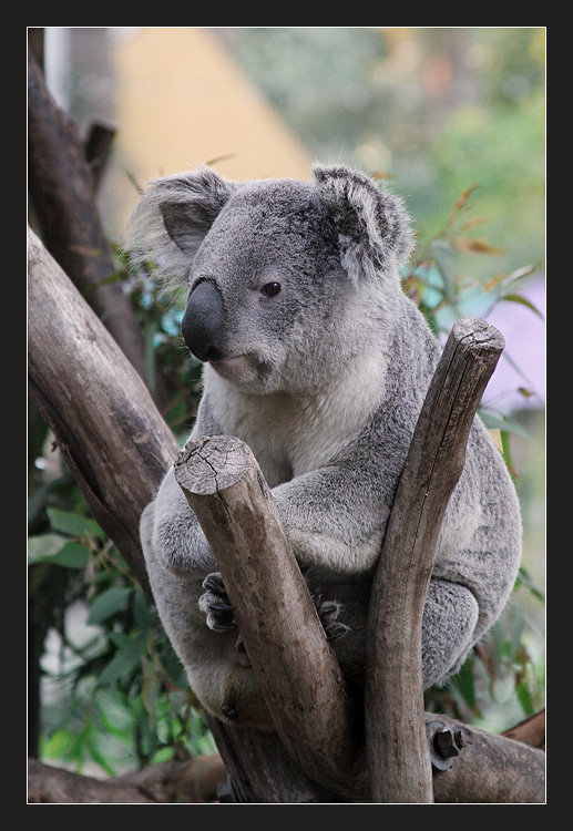 Koala