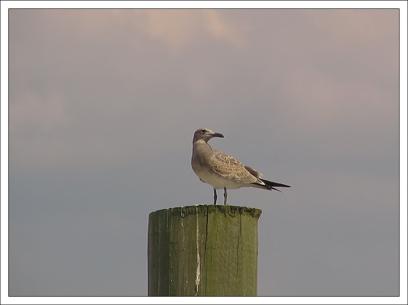 Seagull