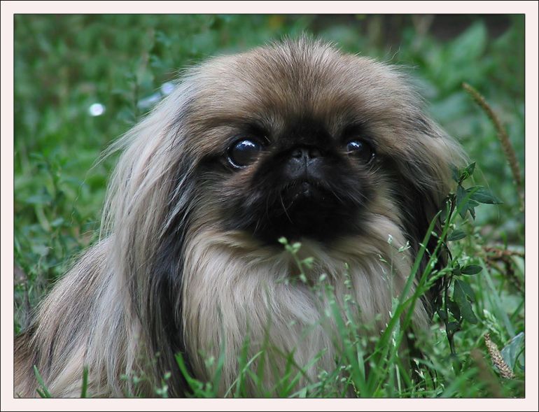 Pekines