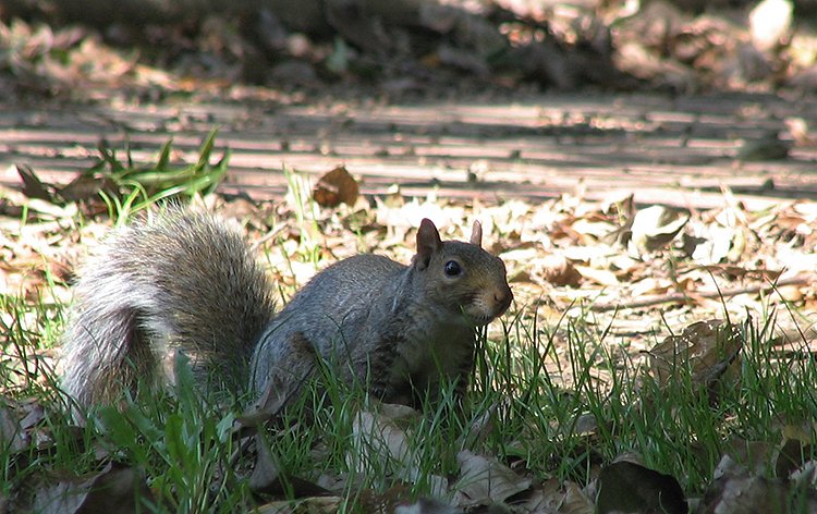 American squirrel