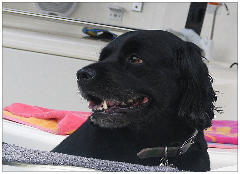 Sea dog