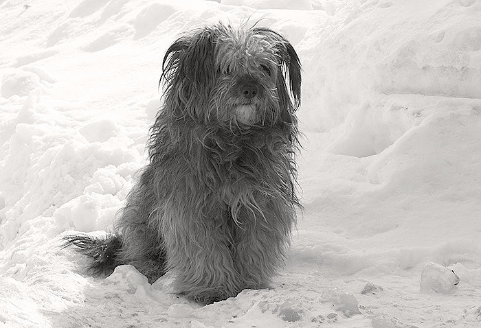 Homeless dog
