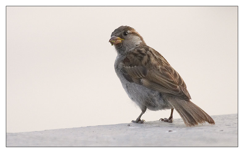 Sparrow