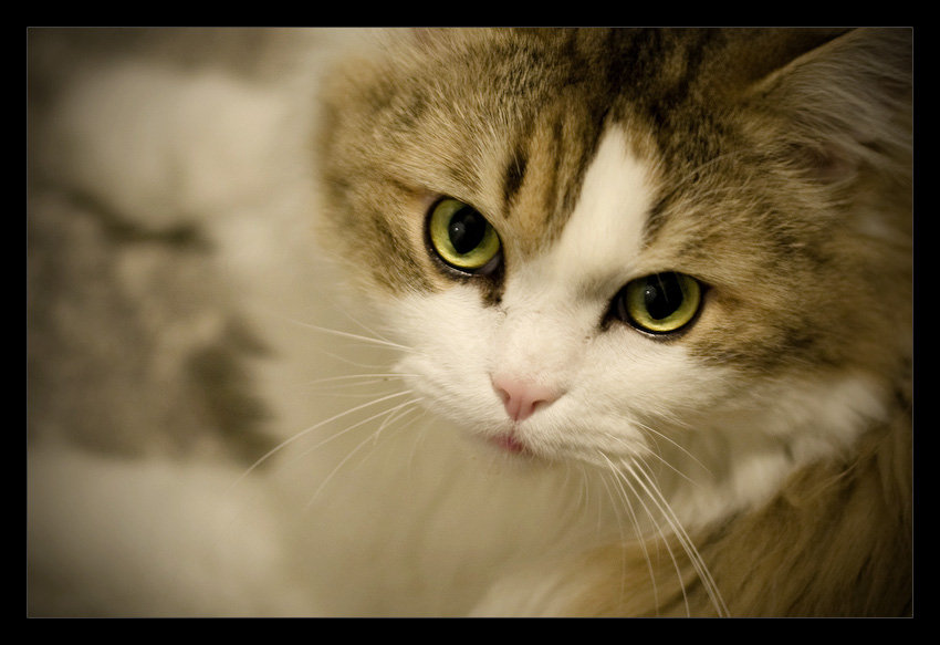 The Cat