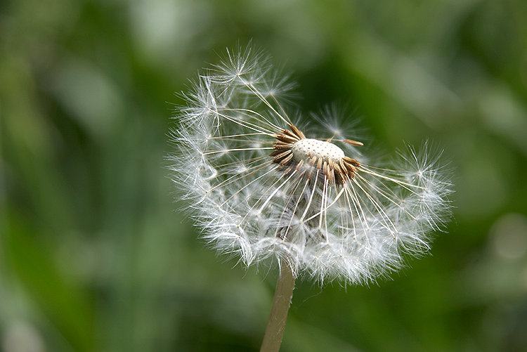 Dandelion