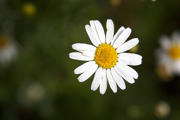 Part of the summer